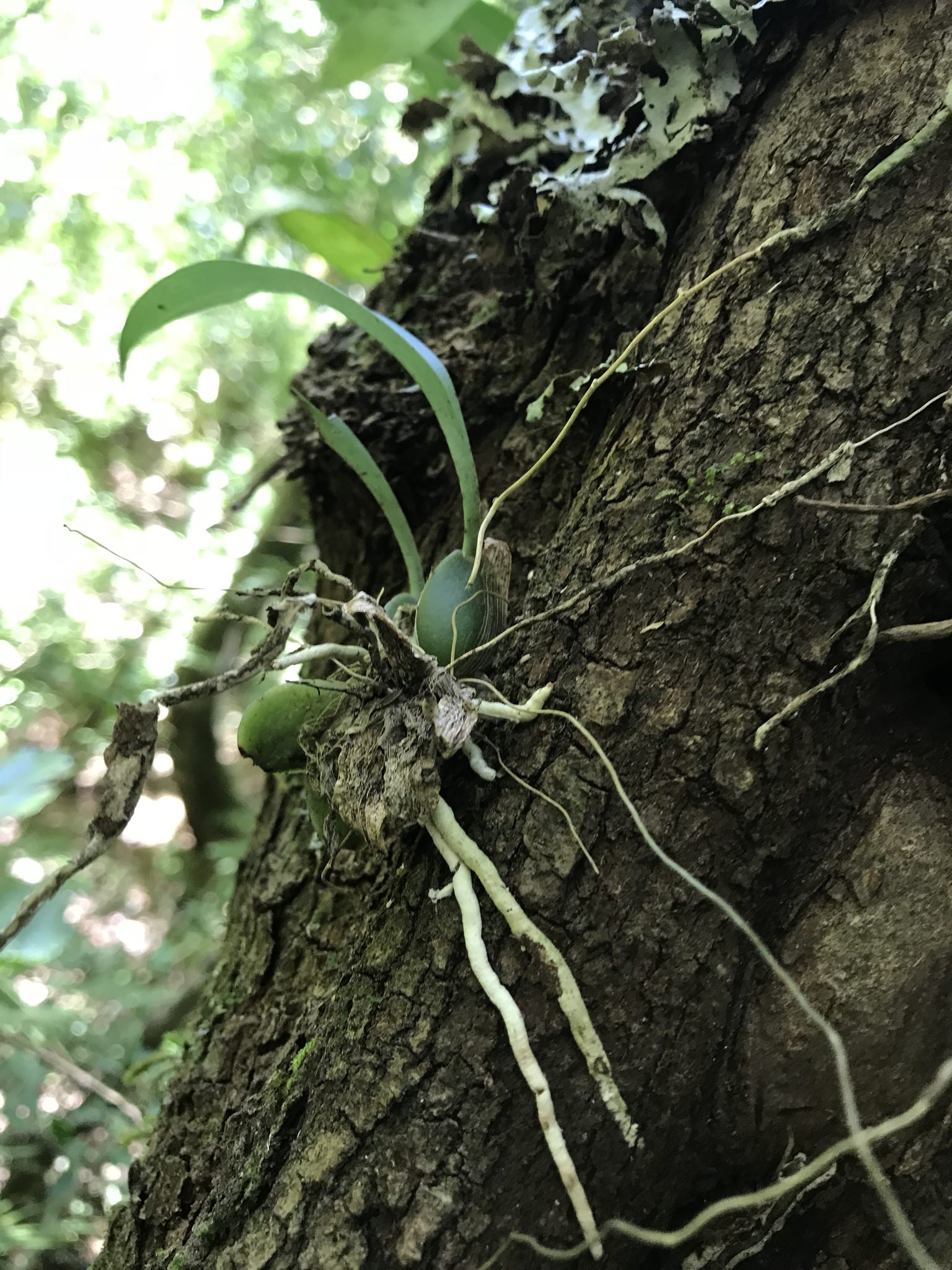 Rossioglossum grande